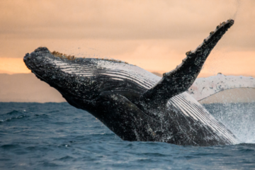 Top Maui Whale watching tours