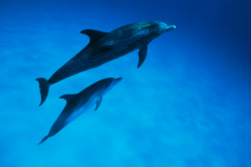 TOP DOLPHIN WATCHING AND SNORKELING TOURS