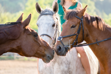 TOP HORSEBACK RIDING TOURS ON MAUI